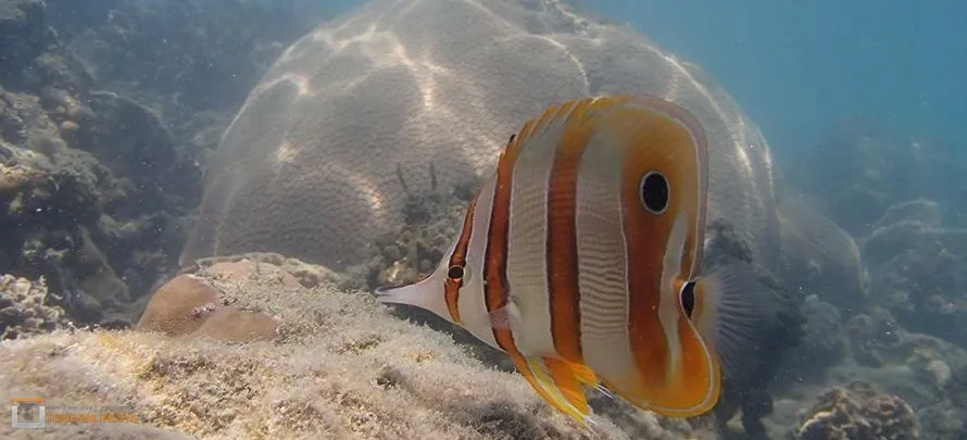 Mr.-Man-Head-Touronlinesys 5