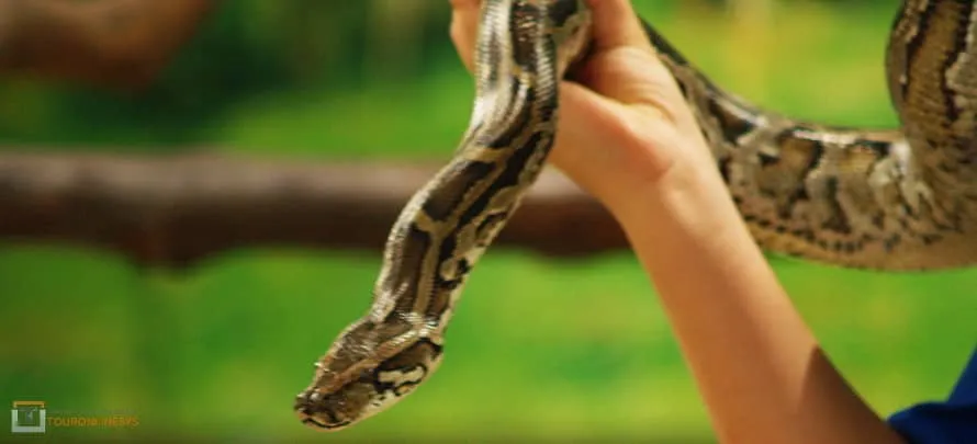 Just-Jungle-Safari-Mr.-Ung-s