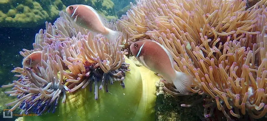 Angthong-_Red-Baron-Touronlinesys