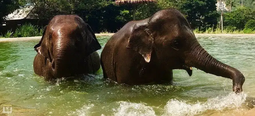 Samui-Elephant-Sanctuary-Toronlinesys-WebP H 4