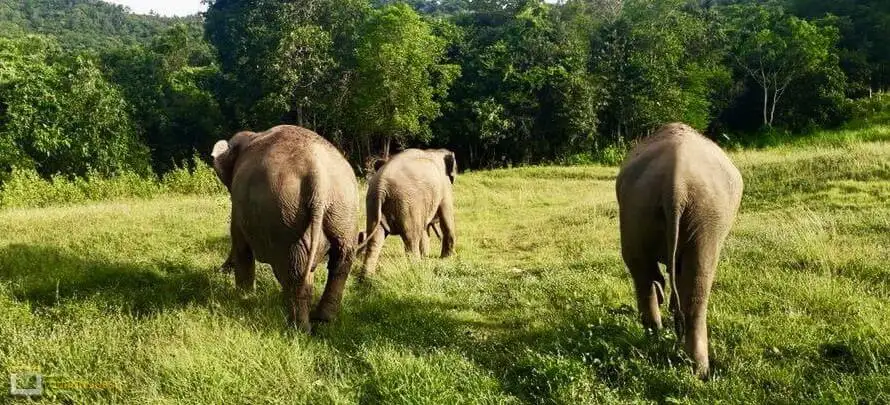 Samui-Elephant-Sanctuary-Toronlinesys-WebP H 1