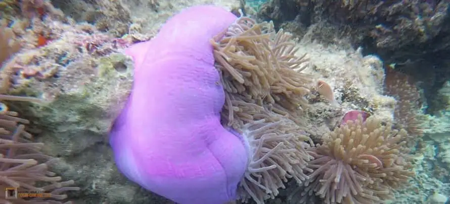 Koh-Tao-Koh-Nang-Yuan-Mr-Tu-6