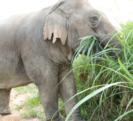 Samui elephant Home-Jum-Pa