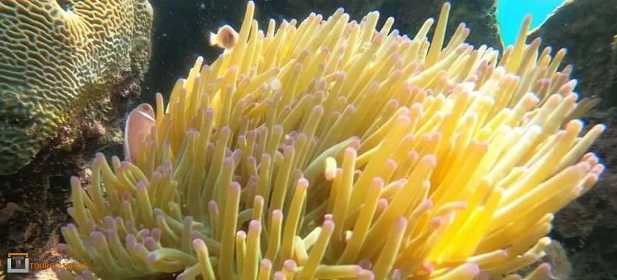 Koh-Nang-Yuan-Grand-Sea-8- Grand Sea