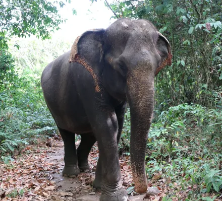 Samui elephant Home-Kularb