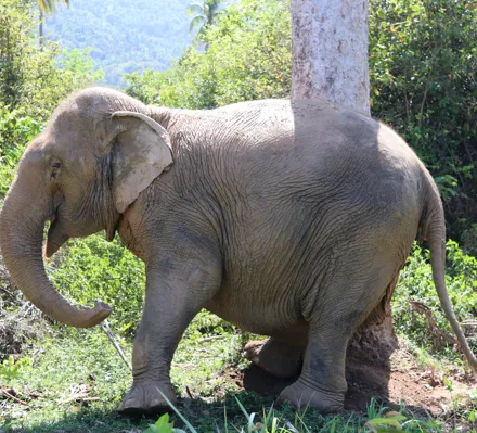 Samui elephant Home-Mali