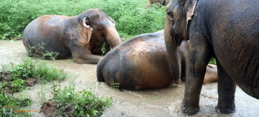 Samui-Elephant-Home-touronlinesys-H-5