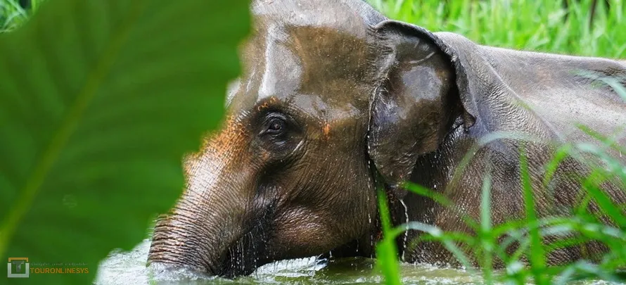 Samui-Elephan-Kingdom-H-2