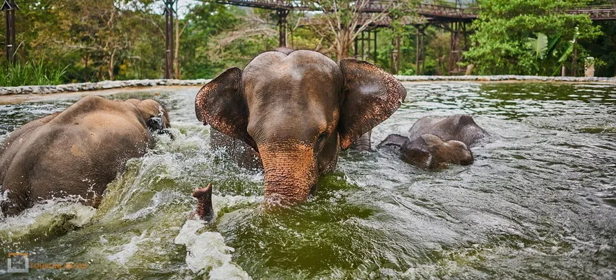 Samui-Elephan-Kingdom-H-3