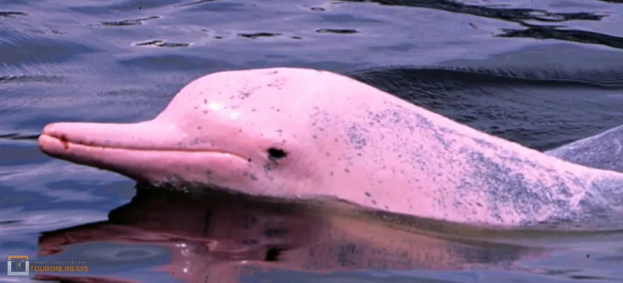 Dolphin-watching-Pig-Island 4