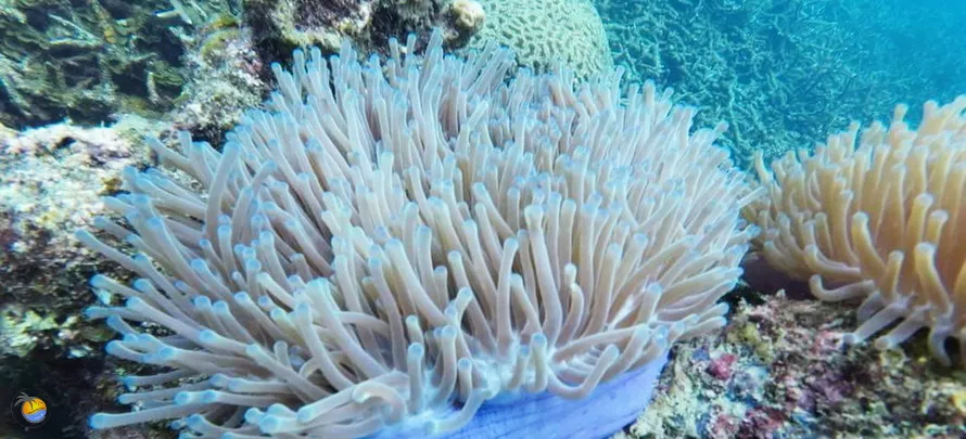 Samui-Trips-Naphat-H-4