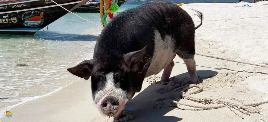 Samui-Trips-Naphat-H-5