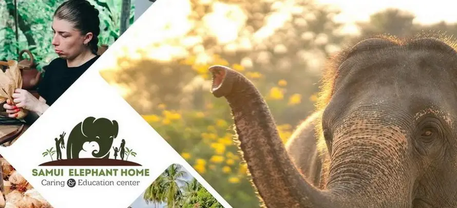 Feeding-Me-Tour-Online-SYS-H2