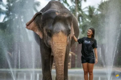 Samui-Elephant-Jungle-sanctaury-1