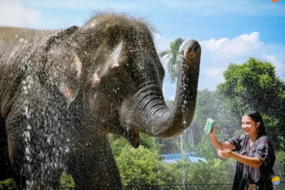 Samui-Elephant-Jungle-sanctaury-3