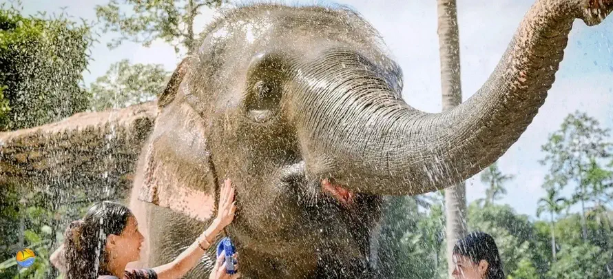 Samui-Elephant-Jungle-sanctaury-H-3