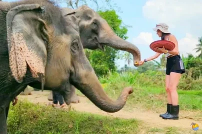 Samui-Elephant-World 8