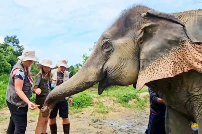 Samui-Elephant-World 9