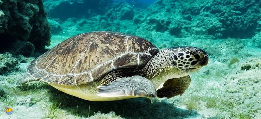 Tao-Nang-Yuan_Samui-Tourina 6