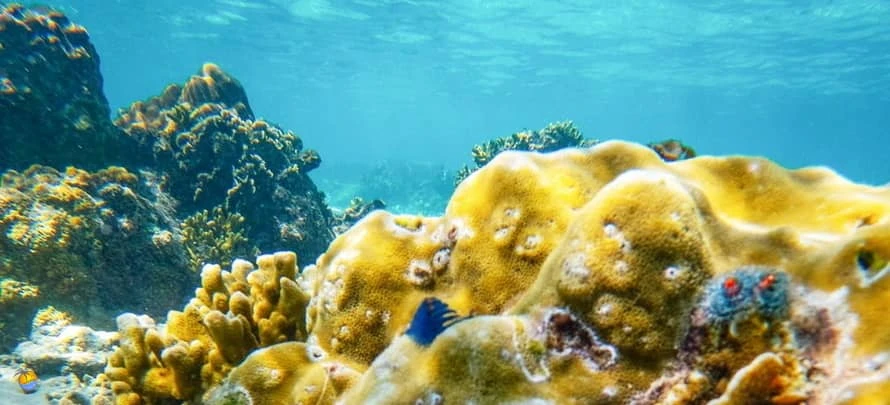 Tao-Nang-Yuan_Samui-Tourina 7